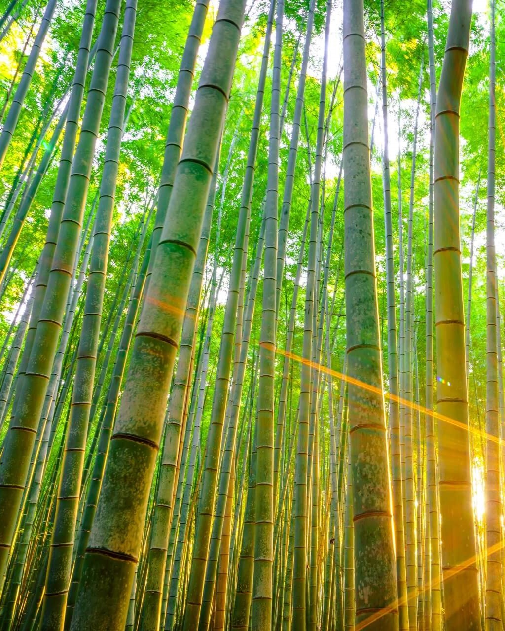Bamboo forrest background image for header text